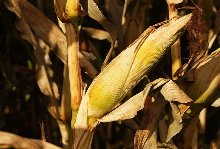 kukuruz, zrno, kukuruza na klip, jesen, pozadina, žetva, polje