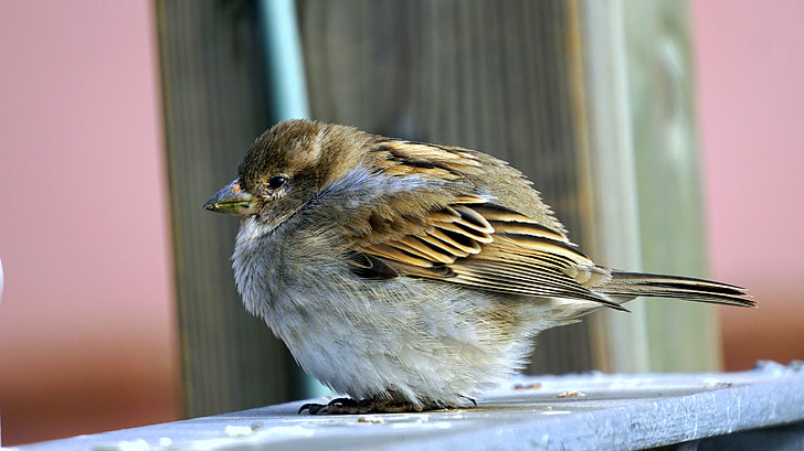 Sparrow, burung, hewan, Dom, Ave, sayap, puncak