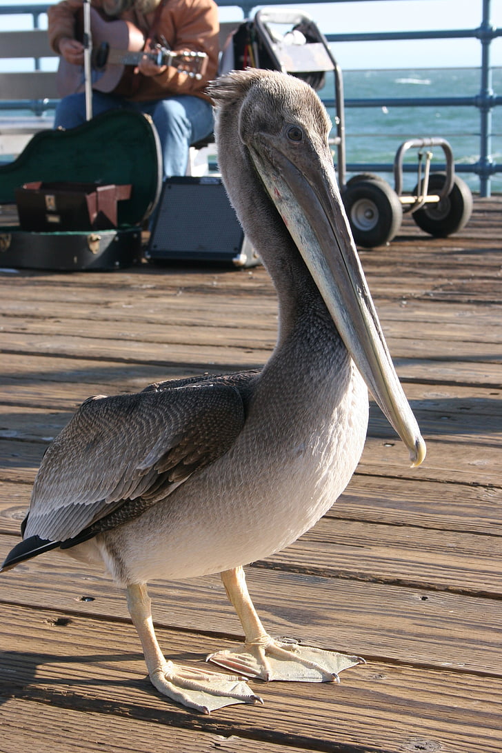 pelican, santa monica, bird, fly, wings, feather, wildlife