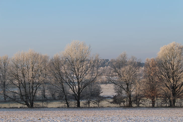 Frost, bos, landschap, bomen, koude, winter, Icy