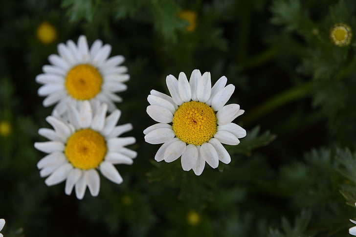 valkoinen kide daisy, NanLuoGuXiang, kevään