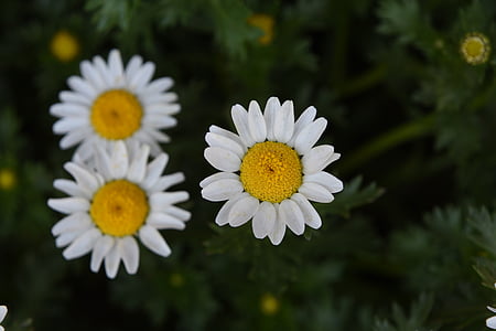 tinh thể màu trắng daisy, NanLuoGuXiang, mùa xuân