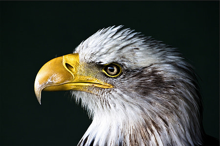 eagle, bald, bird, wildlife, portrait, head, beak