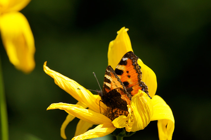 naturaleza, mariposa, flor, macro