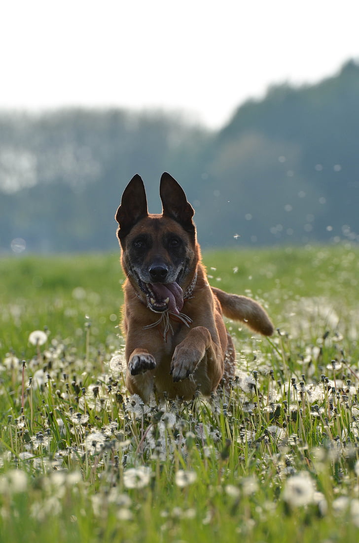 Malinoisi treeningu näitel, võilille heinamaa, resolutsiooni salvestamine, Running dog, sõbralik, Belgia lambakoer, mees