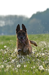 malinois, dandelion meadow, motion recording, running dog, friendly, belgian shepherd dog, male