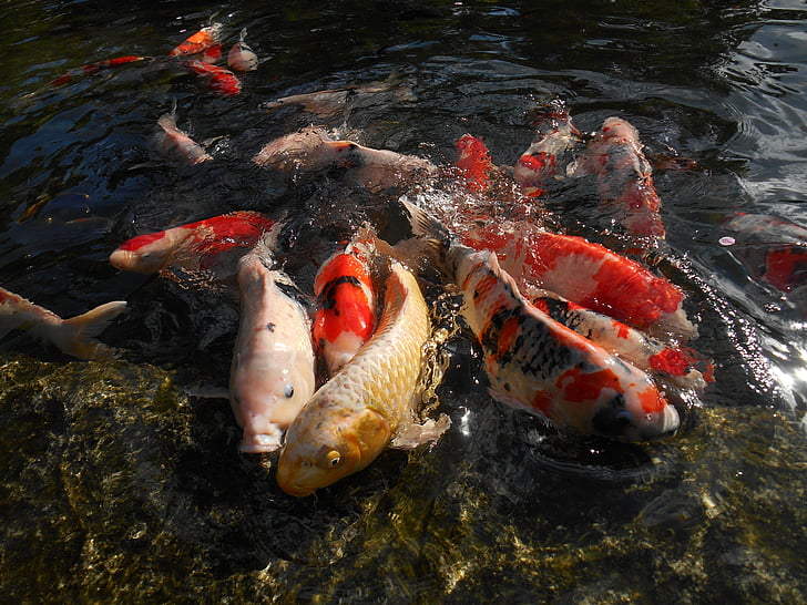 carpa, Koi, peces de acuario, pescado, estanque, vivo, Japón
