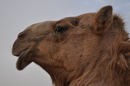Dubai, Camel, resor, öken, Sand, djur, naturen