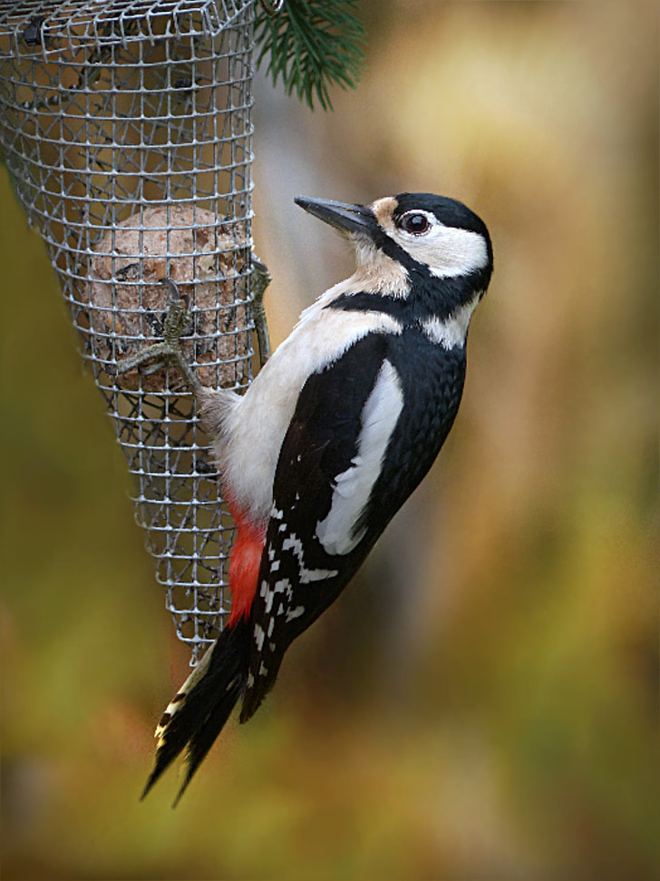 great spotted woodpecker, dendrocopos major, bird, garden, fat balls, please the image rotate