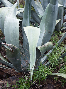 agave, cactus, succulent, plant