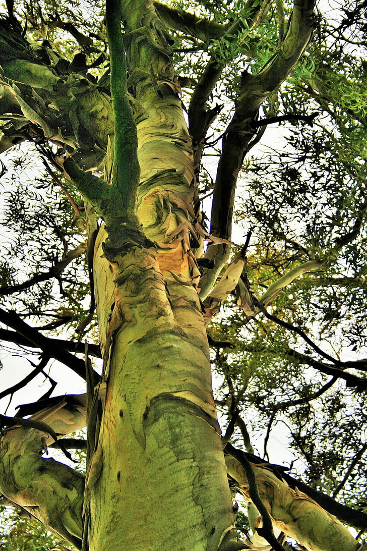 arbre d’eucalyptus, arbre, tronc, Eucalyptus, forte, robuste