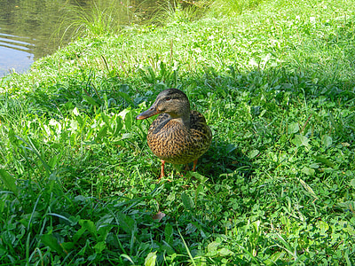 Duck, lind, Lake, natatorial, kodumaise duck, keskkond, veelindude
