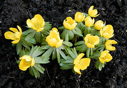 linge d’hiver, Eranthis hyemalis, fleur, nature, jaune, plante, jardin