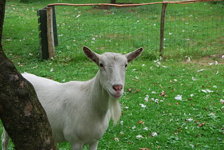goat, animal, white, meadow, mammal, goats, mischievous goat