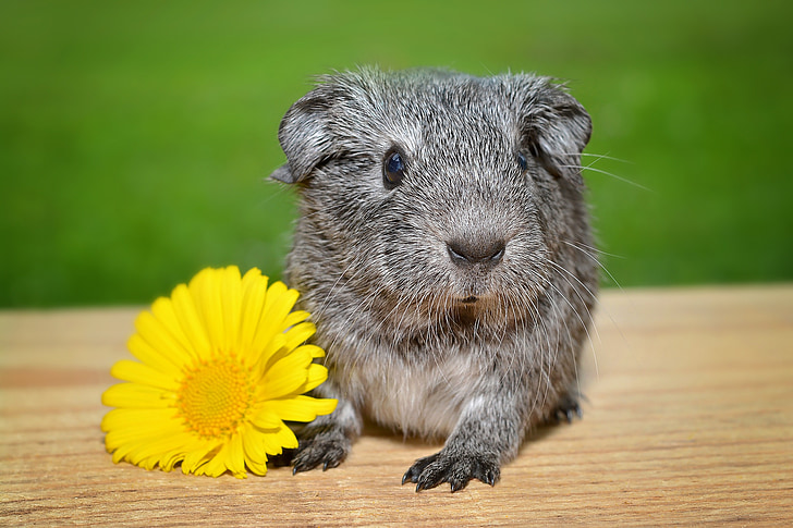 guinea pig, young animal, smooth hair, black and white agouti, silver, flower, close