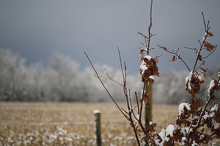 invierno, árbol, hojas, naturaleza muerta, del pasto, nieve, Kahl