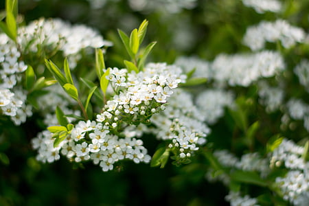 putra, balta, Bušs, augu, baltas puķes, delikāts ziedi, closeup