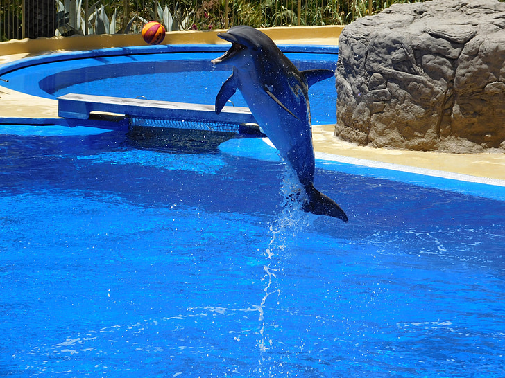 dolfijnen, water, -stap-springen, waterpark, Stunts, Toon, leuk