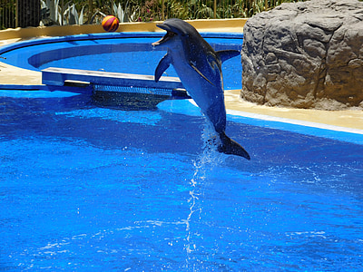 Delfine, Wasser, springen, Wasserpark, Stunts, zeigen, Spaß