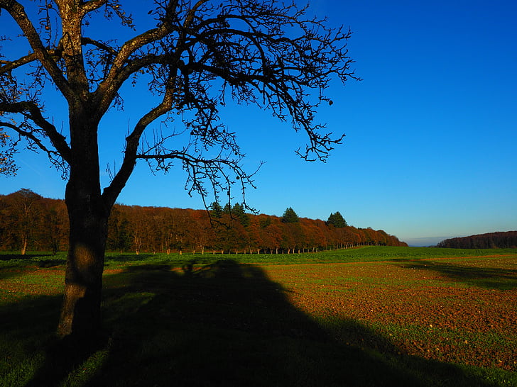 boom, velden, stemming, natuur