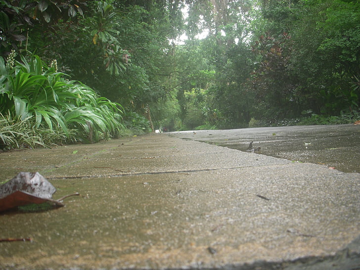 carretera, jardí de peradeniya, des de baix, llarga distància, Kandy, Sri lanka, peradeniya