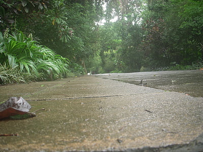 strada, giardino di Peradeniya, dal basso, lunga distanza, Kandy, Sri lanka, Peradeniya