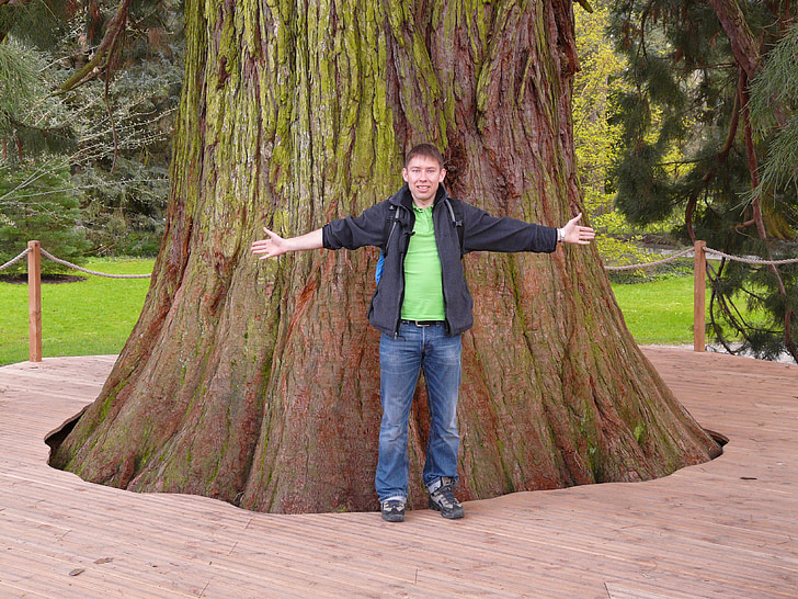 riesigen redwood, Sequoiadendron giganteum, Baum, Sequoia, Person, menschlichen, Mann