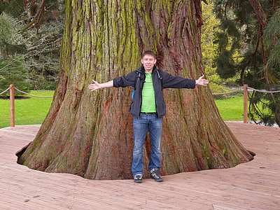 Giant redwood, sequoiadendron giganteum, koks, Sequoia, persona, cilvēku, vīrietis