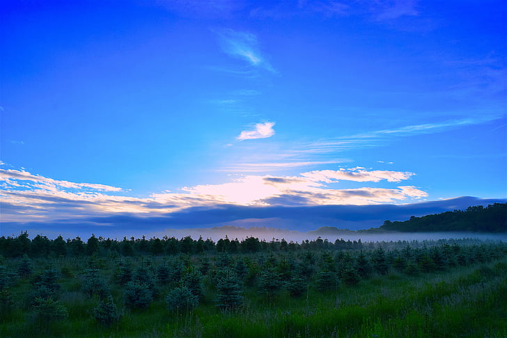 sunrise, field, mist, pine trees, morning, landscape, nature