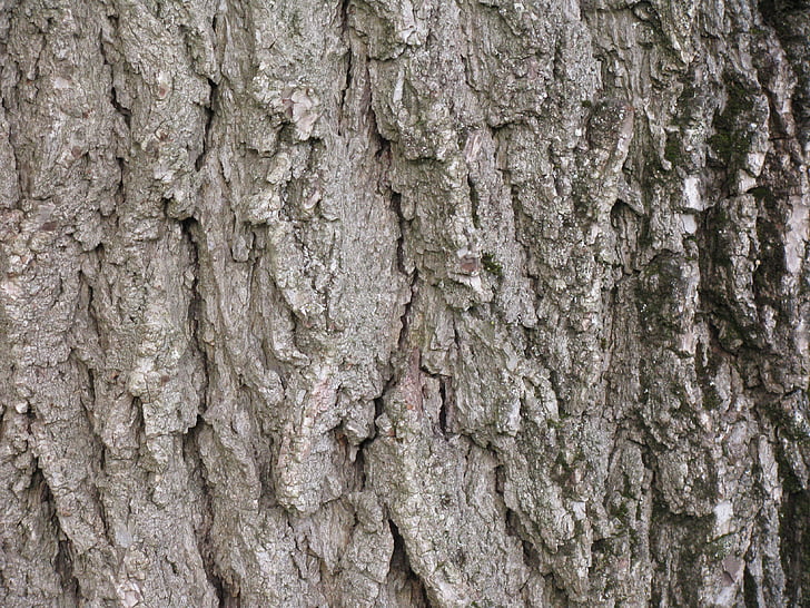 walnut, tree, black walnut, bark, trunk, wood, texture