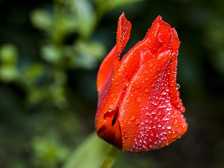 Tulipán, květ, květ, Bloom, závod, Příroda, červená