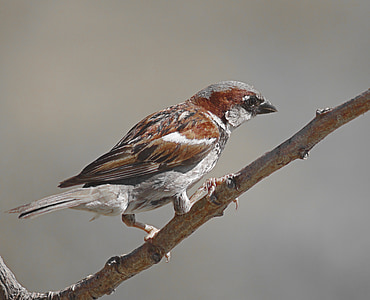 sparrow, bird, animal, nature, branch