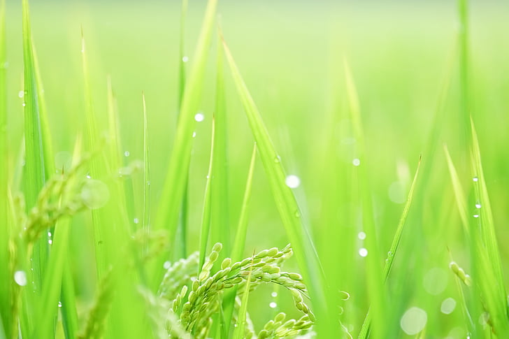 vena paralel, beras, alam, rumput, warna hijau, kesegaran, tanaman