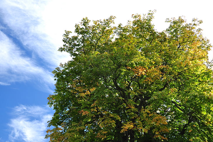 Skotlandia, St andrews, musim gugur, alam, pohon, langit, biru