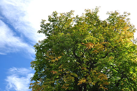 Escocia, St andrews, otoño, naturaleza, árbol, cielo, azul