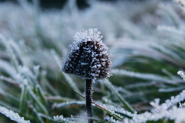 Frost, loodus, külm, külmutatud, talvel, jää, küps