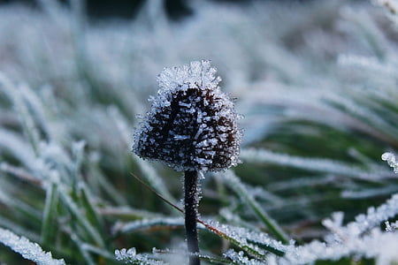 Frost, narave, hladno, zamrznjeni, pozimi, LED, zrel
