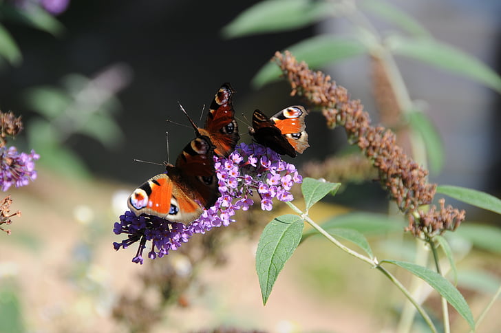 Бабочка павлина, бабочка, Летом Сирень, насекомое, Природа
