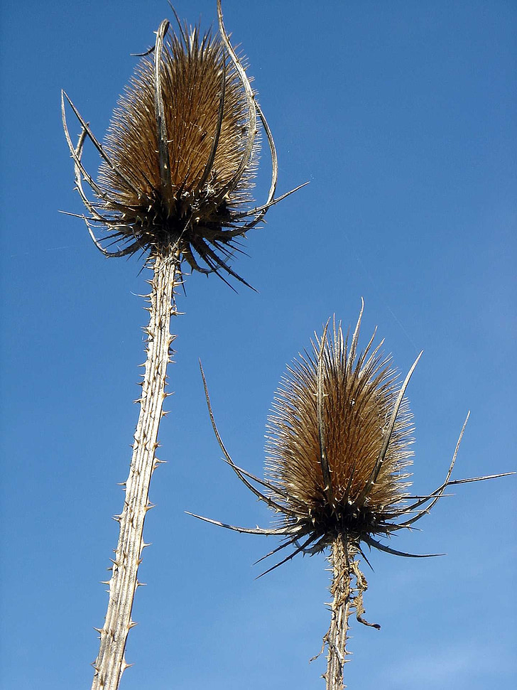 thistle, spines, blue, sky, autumn, wild flowers, dry
