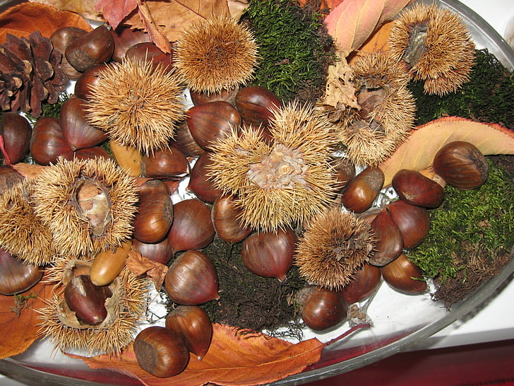 maroni, chestnut, moss, autumn
