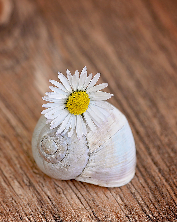 shell, empty snail shell, daisy, flower, blossom, bloom, white-yellow
