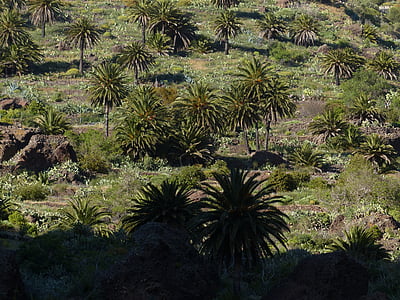 пальмові дерева, вирощування, Сільське господарство, плантації пальмової олії, плантація