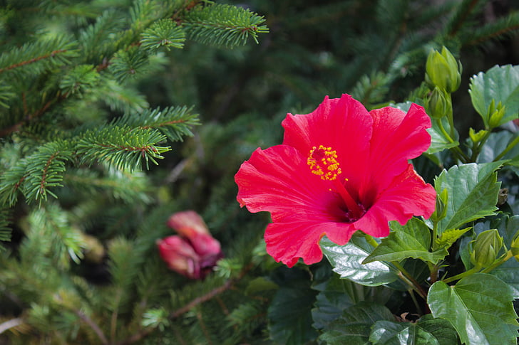 flor, flors, jardí, natura, primavera, Hawaii, vermell