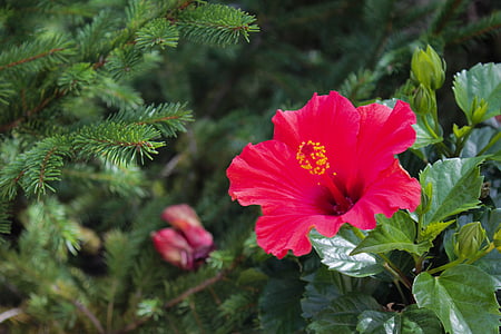 cvijet, cvijeće, vrt, priroda, proljeće, na Havajima, Crveni