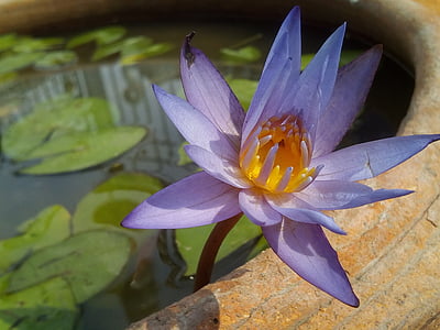 Lótusz levél, Lotus, vízinövények, virágok, Lotus-tó, lila lotus, Lotus medence