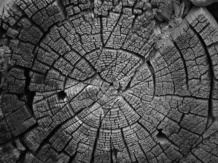 trunk, section, old wood, rings, cross-section, pattern, backgrounds