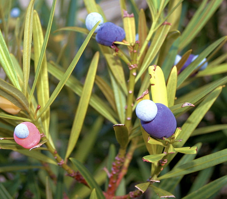 Yew, fruits, vénéneuses, petits fruits, arbres, branches, arille