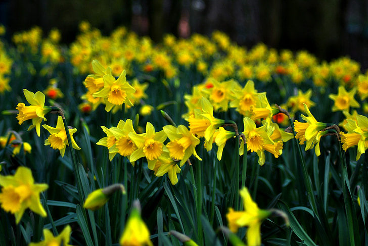 Daffodil, Jonquil, DAFF, utlånade lily, gul, våren, blomma