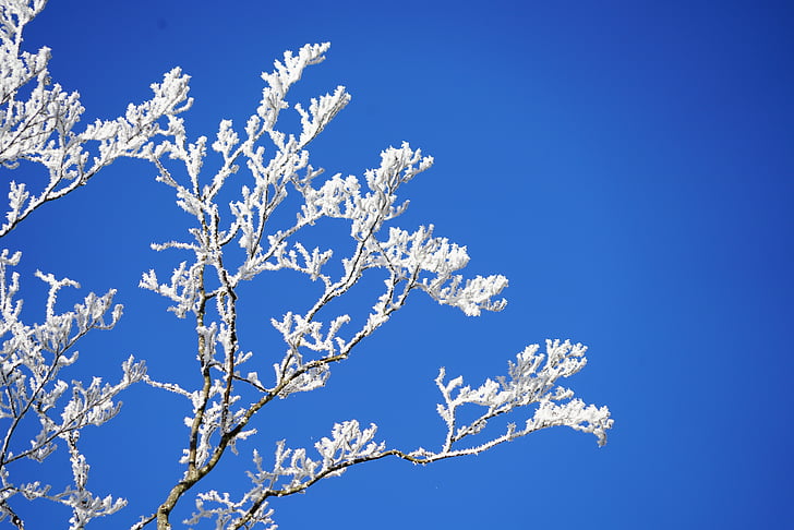 aesthetic, branches, hoarfrost, winter, iced, snow, cold