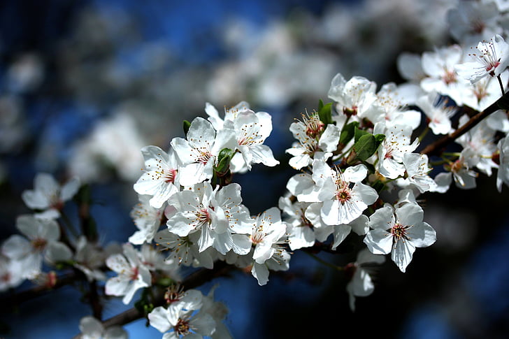 cherry blossom, spring, white